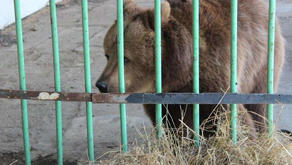 15 жылға сотталған аю бостандыққа шықты