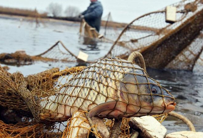 Атырауда балық қорғау заңнамасын бұзғандардың  үстінен іс қозғалды