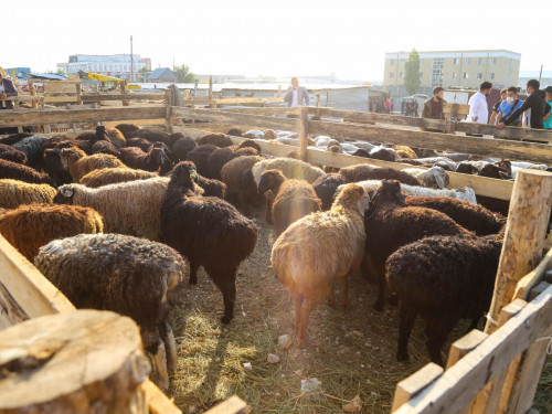 "Jaǵdaı ýshyǵýy múmkin". Toqaev Qurban aıt qarsańynda úndeý joldady