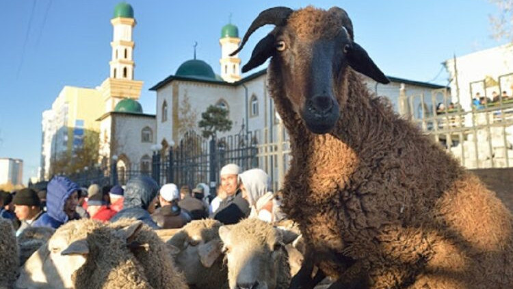 Алматыда құрбан шалуға рұқсат берілген орындар жарияланды