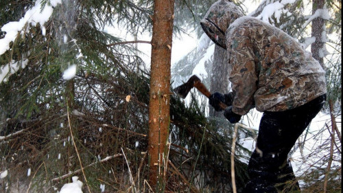 Орман ағаштары заңсыз кесілген