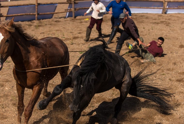 Асау үйрету или состязания  по укрощению строптивого коня - наверное одна из самых экстремальных игр у казахов 