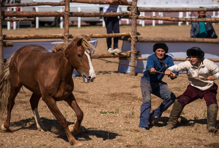 Главная задача и цель асау үйрету - приучение необъезженной лошади к верховой езде
