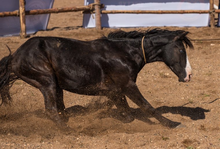 Казахские мустанги 