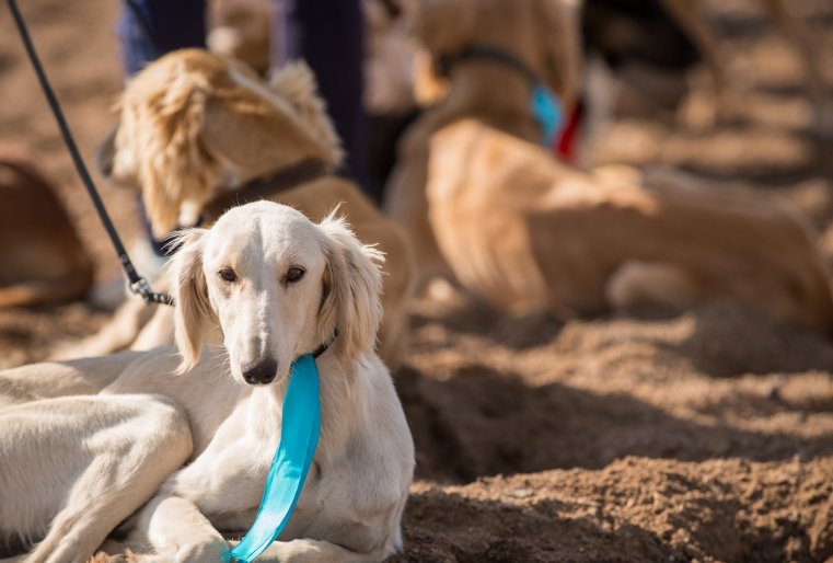 В рамках турнира прошел также фестиваль гончих собак тазы. Про них говорят: не упустят даже зайца.