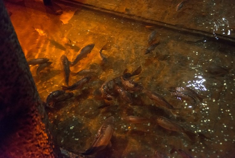 زدەس داجە ۆودياتسيا رىبى