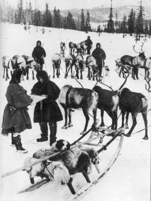 3. Бойцы-оленеводы Карельского фронта у олених упряжек. Оборона Заполярья. война, герои, жизнь, люди
