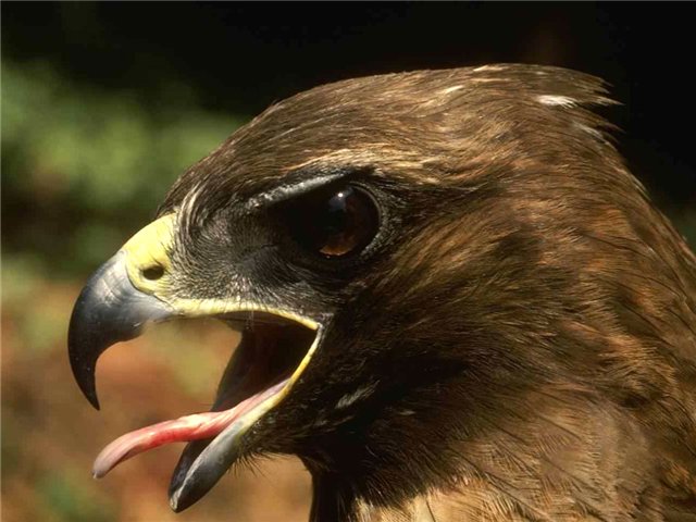 Жігіт балапанының ұрысқанын көреді