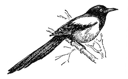 Қисық апайлардың суреттері