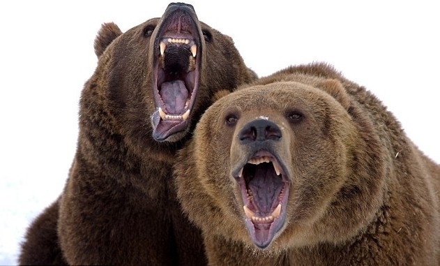 Ресейде қос ену бля