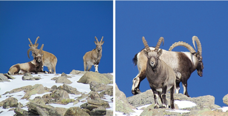 Жыныстық қатынас кезінде қызда вагинальды разряд пайда болады.