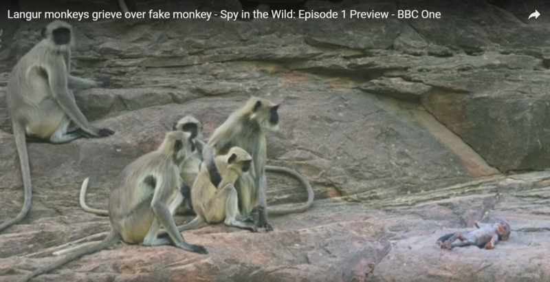 Кофи Милан Ирина ханым