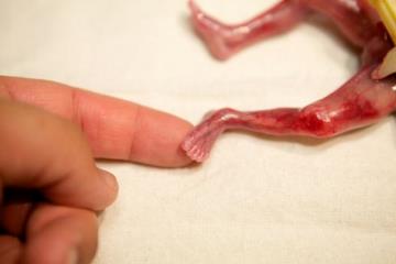 Әйелдер пысық