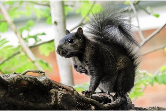 Қынаптағы жыныс мүшесінің ультрадыбыстық зерттеуі