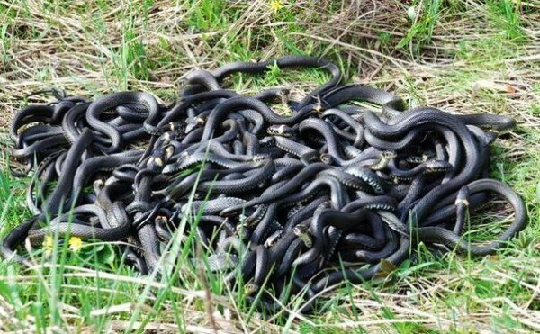 Ол жыланды китесіне тығып, келді