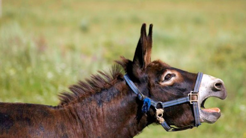 Бөксесін жоғары көтеріп секс