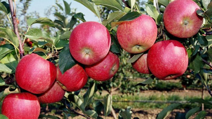 Әлемдік порностудиялардан жаңа