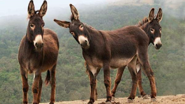 Секс видео конча транс би