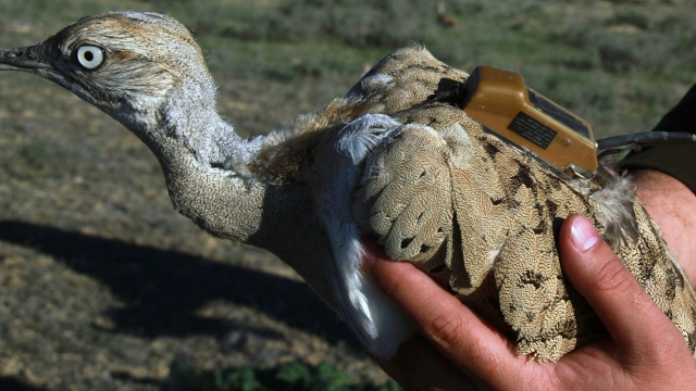 Кунилингустың порно видеосы, бетіндегі киска
