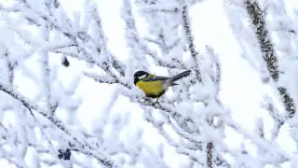 –38°C дейін суытады: Қазақстанға қатты аяз кіріп келеді