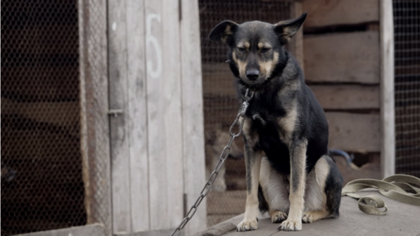 Mágkostne spasaet: Kazahstaný nýjny realnye ınstrýmenty, a ne dıskýssıı